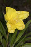 Bigfruit evening primrose